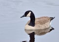 Cackling Goose