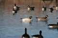 Cackling Goose Branta hutchinsii Royalty Free Stock Photo