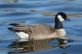 Cackling Goose