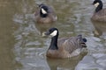 Cackling Goose, Branta hutchinsii on the water Royalty Free Stock Photo