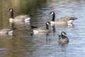 Cackling goose and Canada Goose