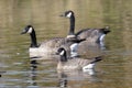 Cackling goose and Canada Goose