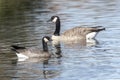 Cackling goose and Canada Goose