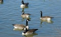 Cackling Goose with Canada geese lake in canyon texas