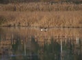 Cackling Goose feeding in marsh