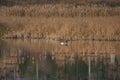 Cackling Goose feeding in marsh