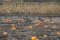 Cackling Goose feeding in marsh