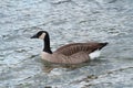 Cackling Goose resting at seaside