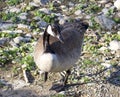 Cackling goose is staying at the shore