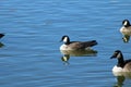 Cackling Goose on urban lake canyon texas central flyway Royalty Free Stock Photo