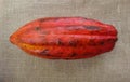Fruit - Cacoa Royalty Free Stock Photo
