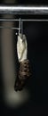 Cacoon of a butterfly Royalty Free Stock Photo