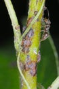 Cacopsylla pyri pear psylla, European pear sucker Psyllidae, tended by black garden ants. Pest of pears. Royalty Free Stock Photo