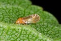 Cacopsylla pyri pear psylla, European pear sucker Psyllidae, tended by black garden ants. Pest of pears. Royalty Free Stock Photo