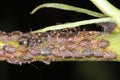 Cacopsylla pyri pear psylla, European pear sucker Psyllidae, tended by black garden ants. Pest of pears. Royalty Free Stock Photo