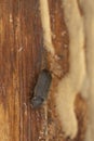Cacotemnus thomsoni on fir wood Royalty Free Stock Photo
