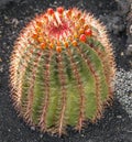 Cact, Echinocactus grusonii (Golden Barrel Cactus) Royalty Free Stock Photo