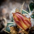 cactacea flower bud