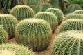 Cactaceae Royalty Free Stock Photo