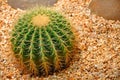 Cactaceae