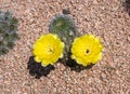 Cactaceae - Cactus Flower Blooming Outdoors very nice. Italy, Europe