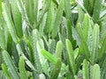 Cactaceae cactus green thorny