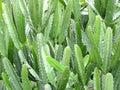 Cactaceae cactus leafless stem