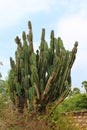 Cactaceae Cactus thorny plant dessert