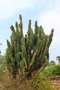 Cactaceae cactus thorny plant outdoor natural greeny desert area