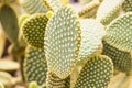 cactaceae Royalty Free Stock Photo