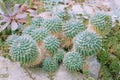 Cactaceae Juss, closeup. Cactus grow in a greenhouse.