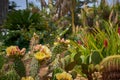 Cactaceae, Marimurtra Botanical garden in Blanes, Catalonia. Royalty Free Stock Photo