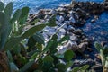 Cactacee - a view with rocks and sea Royalty Free Stock Photo