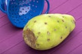 Cactaceous Fig Prickly Pear Royalty Free Stock Photo