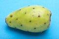 Cactaceous Fig Prickly Pear Royalty Free Stock Photo