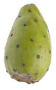 Cactaceous Fig Prickly Pear Royalty Free Stock Photo