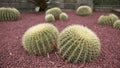 Cacti Royalty Free Stock Photo
