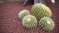 Cacti Royalty Free Stock Photo