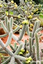 Cacti