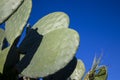 Cacti Against the Blue Sky, Calabria, Italy. Close-up plants Cacti on the Shore, Coast of the Tyrrhenian Sea, Italy, Europe. Royalty Free Stock Photo
