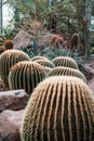 Cacti in an arid greenhouse