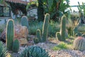 Cacti Backlit with the Morning Sun Royalty Free Stock Photo