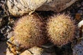 Escobaria tuberculosa - whitecolumn foxtail cactus, Escobaria cacti Royalty Free Stock Photo