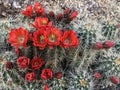 Cacti bloom