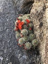 Cacti in bloom