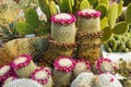 Cacti bloom in the greenhouse