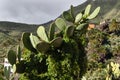 Cacti bloom in the mountains