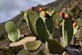 Cacti bloom in the mountains