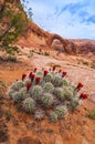 Cacti blossom and Corona Arch in the Back Royalty Free Stock Photo