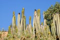 Cacti with blue sky on the background Royalty Free Stock Photo